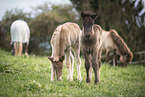 Icelandic horses