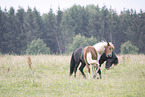 Icelandic horses