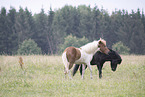 Icelandic horses