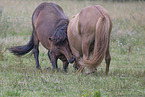 Icelandic horses