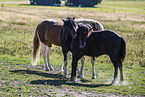 Icelandic horses