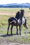 Icelandic horses