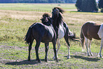 Icelandic horses