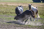 Icelandic horses