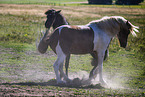 Icelandic horses