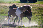 Icelandic horses