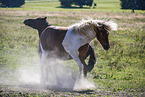 Icelandic horses