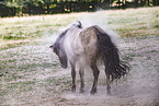 Icelandic horse