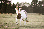 Icelandic horse gelding