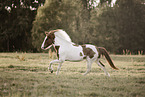 Icelandic horse gelding