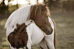 Icelandic horse gelding
