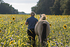 young Icelandic horse mare