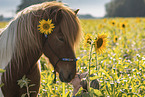 Icelandic horse gelding