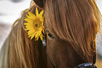 Icelandic horse gelding