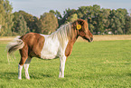 Icelandic horse gelding