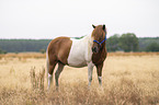 Icelandic horse gelding