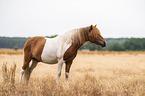 Icelandic horse gelding