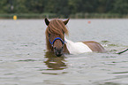 Icelandic horse gelding