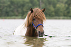 Icelandic horse gelding