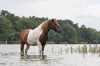 Icelandic horse gelding