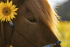 Icelandic horse gelding