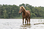 old Icelandic horse