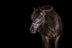 Icelandic horse mare