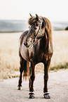 icelandic horse