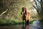 Icelandic horses mare
