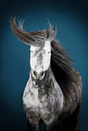 Icelandic horse in studio