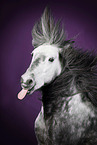 Icelandic horse in studio