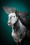Icelandic horse in studio
