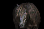 Icelandic horse