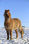 Icelandic horse
