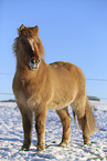 Icelandic horse