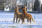 Icelandic horse