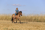 Icelandic horse