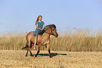 Icelandic horse