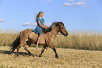 Icelandic horse