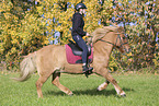 Icelandic horse