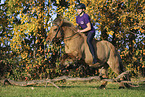 Icelandic horse
