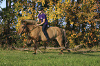 Icelandic horse