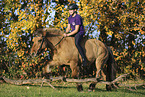 Icelandic horse