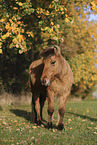Icelandic horse