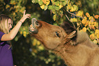 Icelandic horse