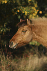 Icelandic horse