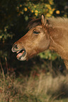 Icelandic horse