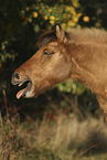 Icelandic horse