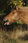 Icelandic horse