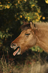 Icelandic horse